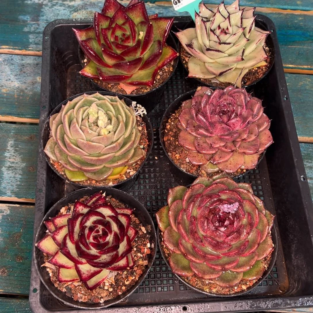 从前慢多肉精选编号0121.259