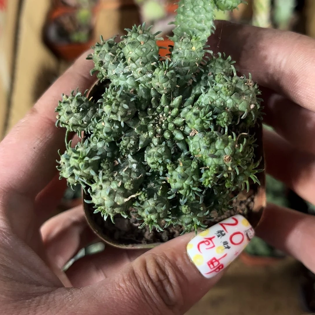 九头龙群生有根发货有根