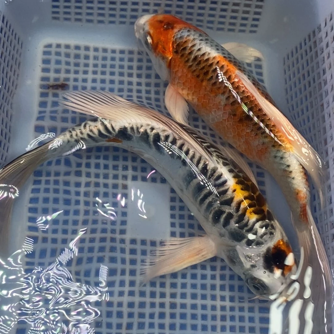 锦鲤冷水锦鲤包邮