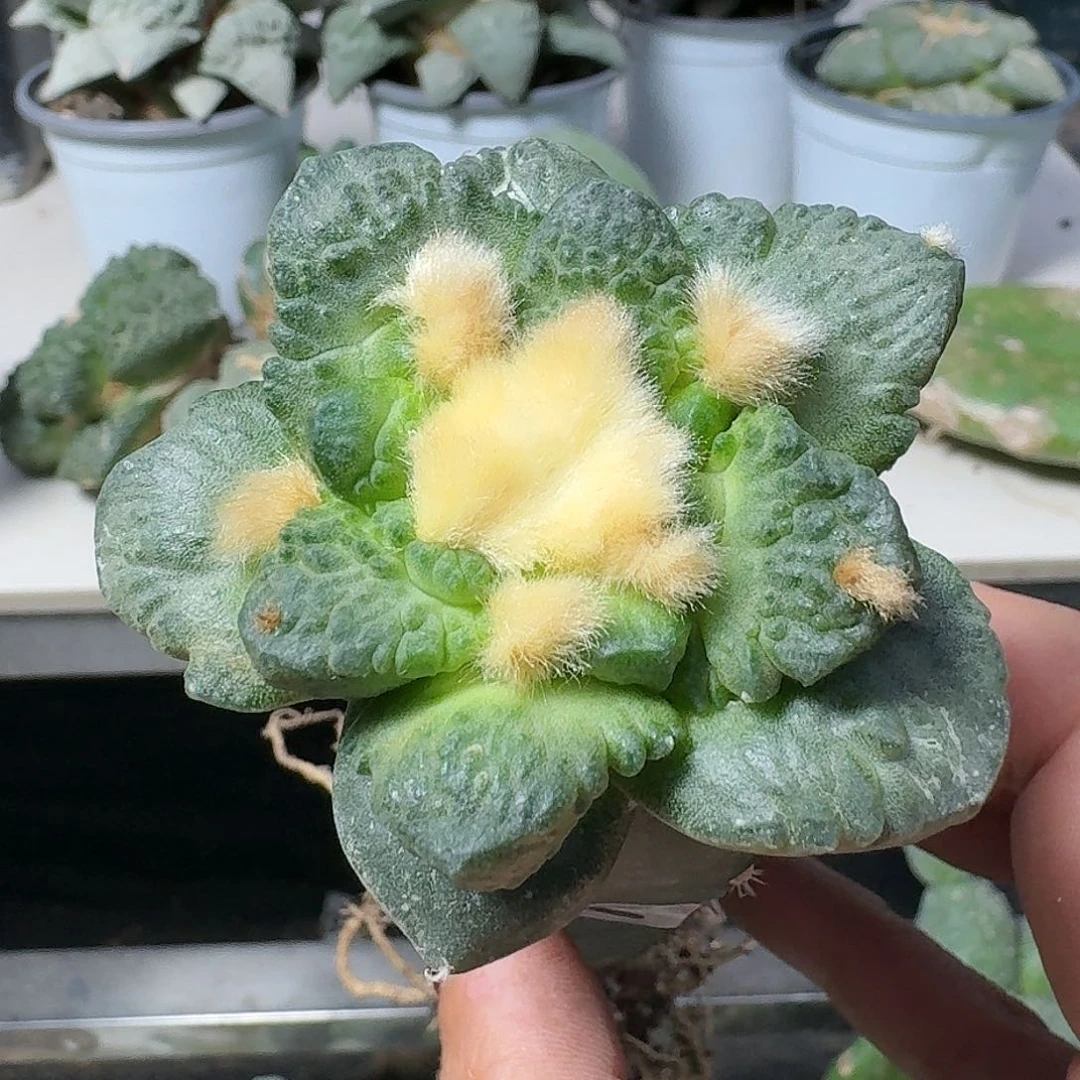 【闪购商品】无花朵梦**家怒涛572