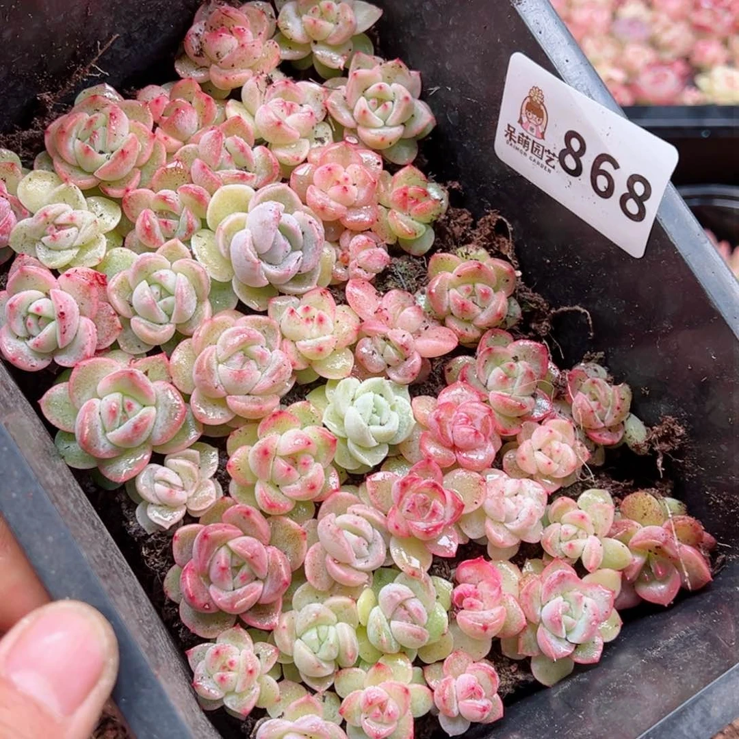 ?****团多肉植物多肉植物