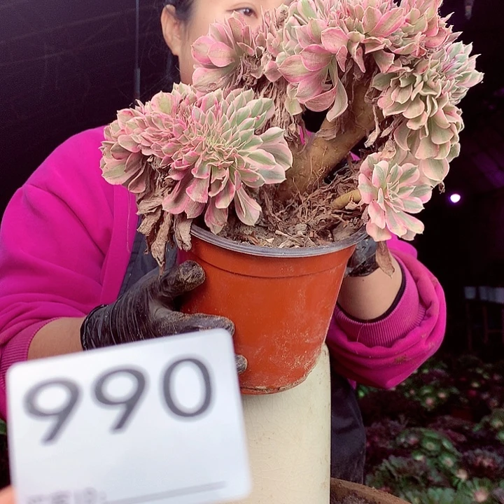 柒柒精品多肉脱土发货不包断侧枝处理990