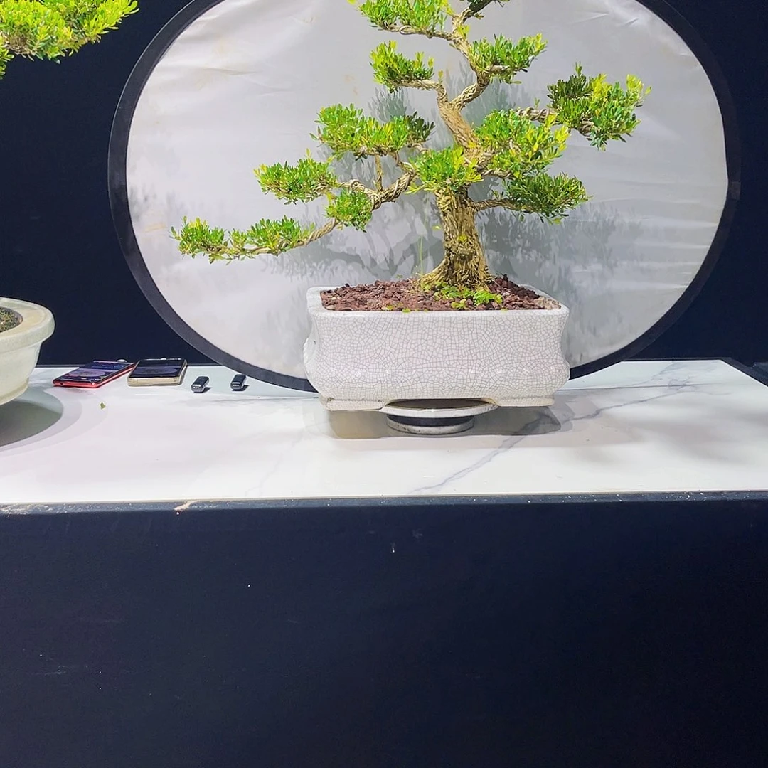 当前无花栽培后可以开花