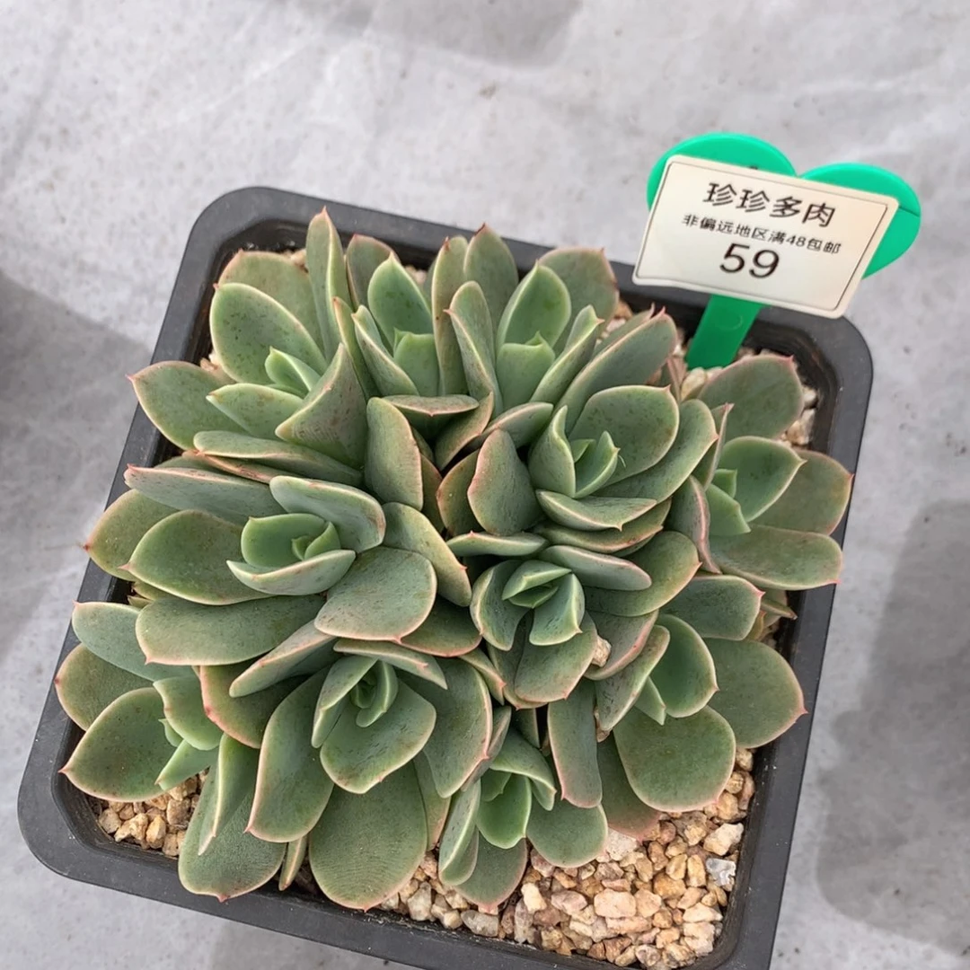 星娜塔缀化一物一拍59