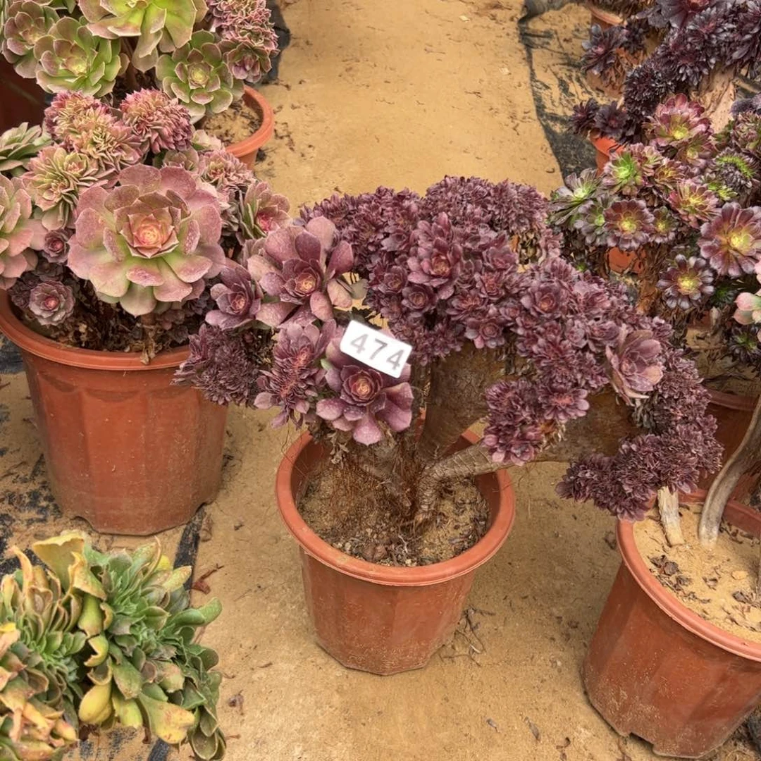 万朵有伤474官府35