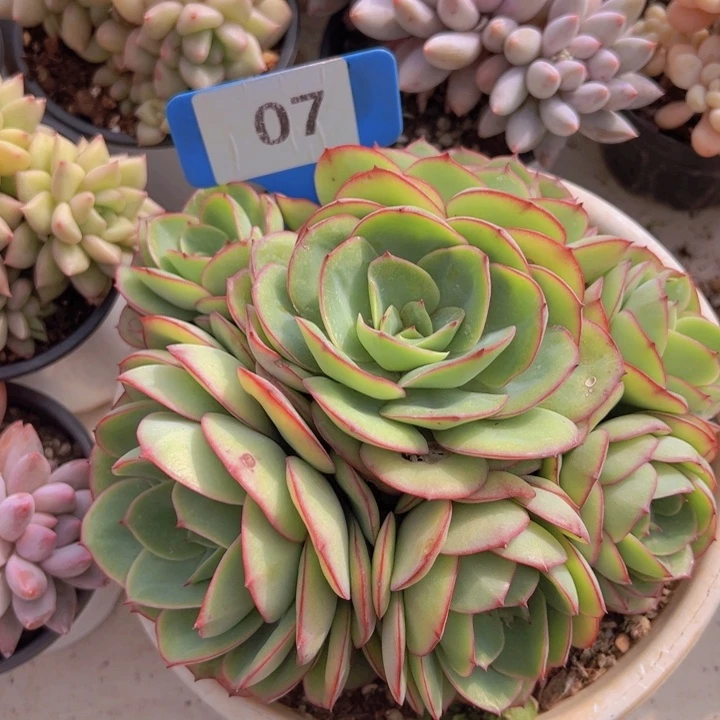 健健康康平平安安