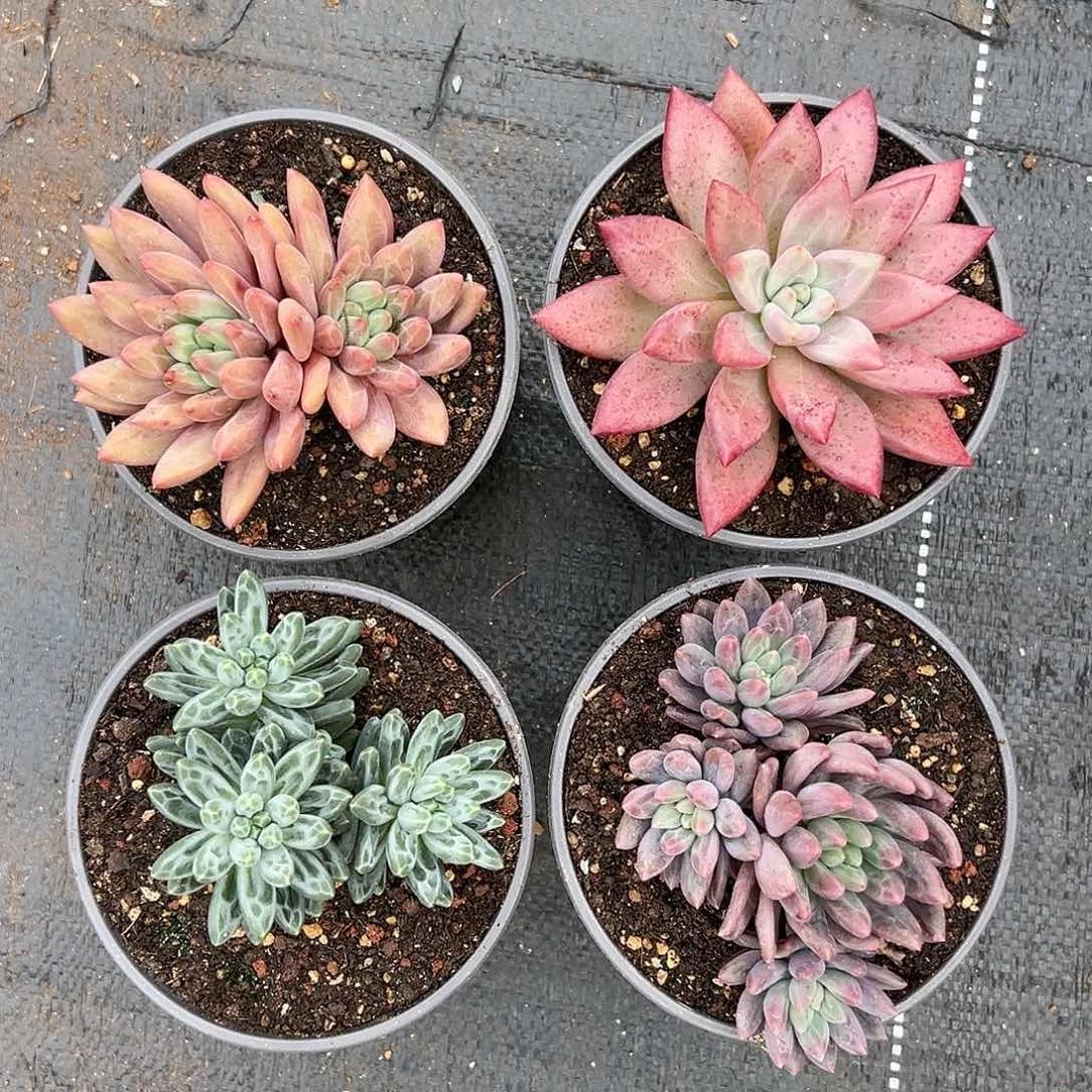 【闪购商品】组合福利