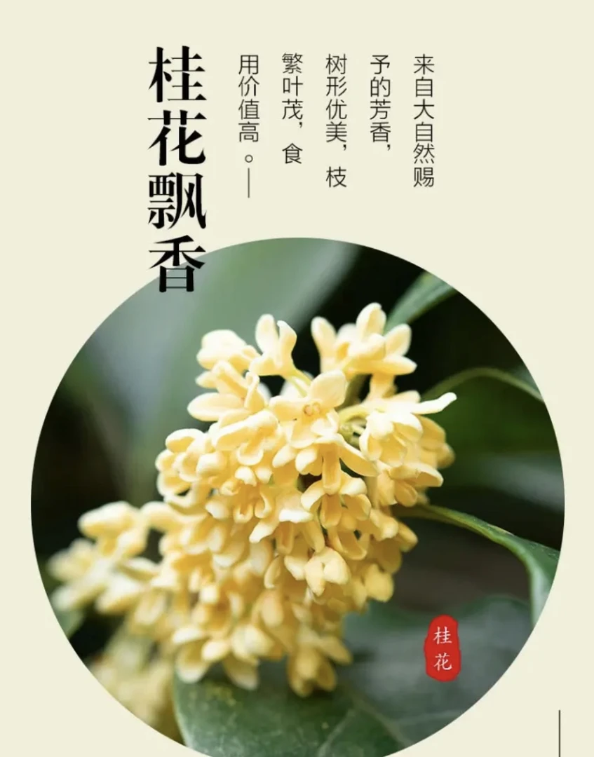 四季桂花盆栽绿植室内室外花卉庭院阳台植物带香味易养活