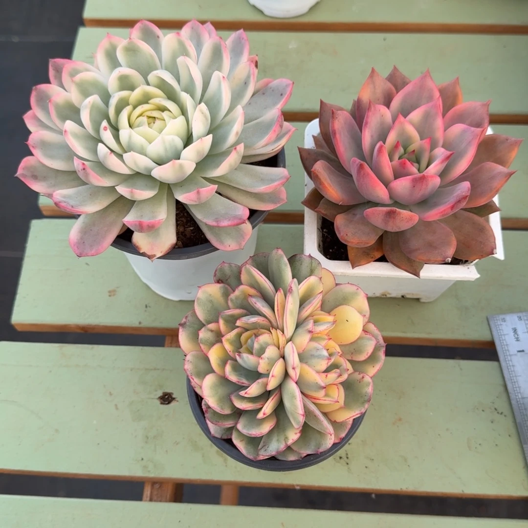 花****粉水晶卡梅拉般若