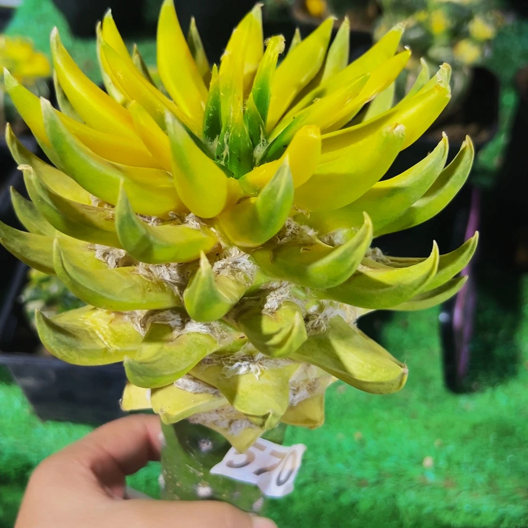 无花朵福利龙芽牡丹锦570微瑕疵