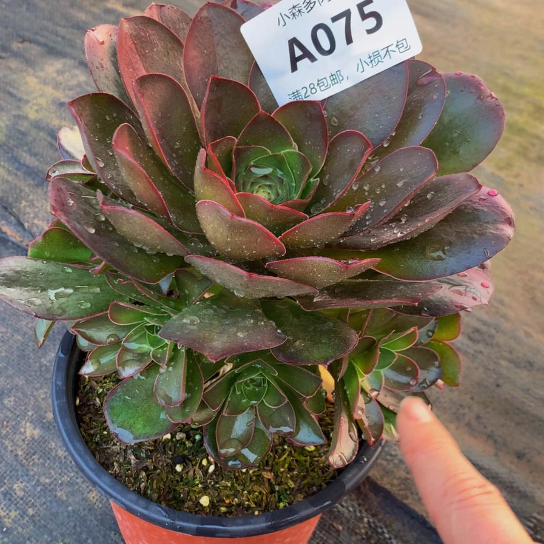 【闪购商品】75魅金多肉