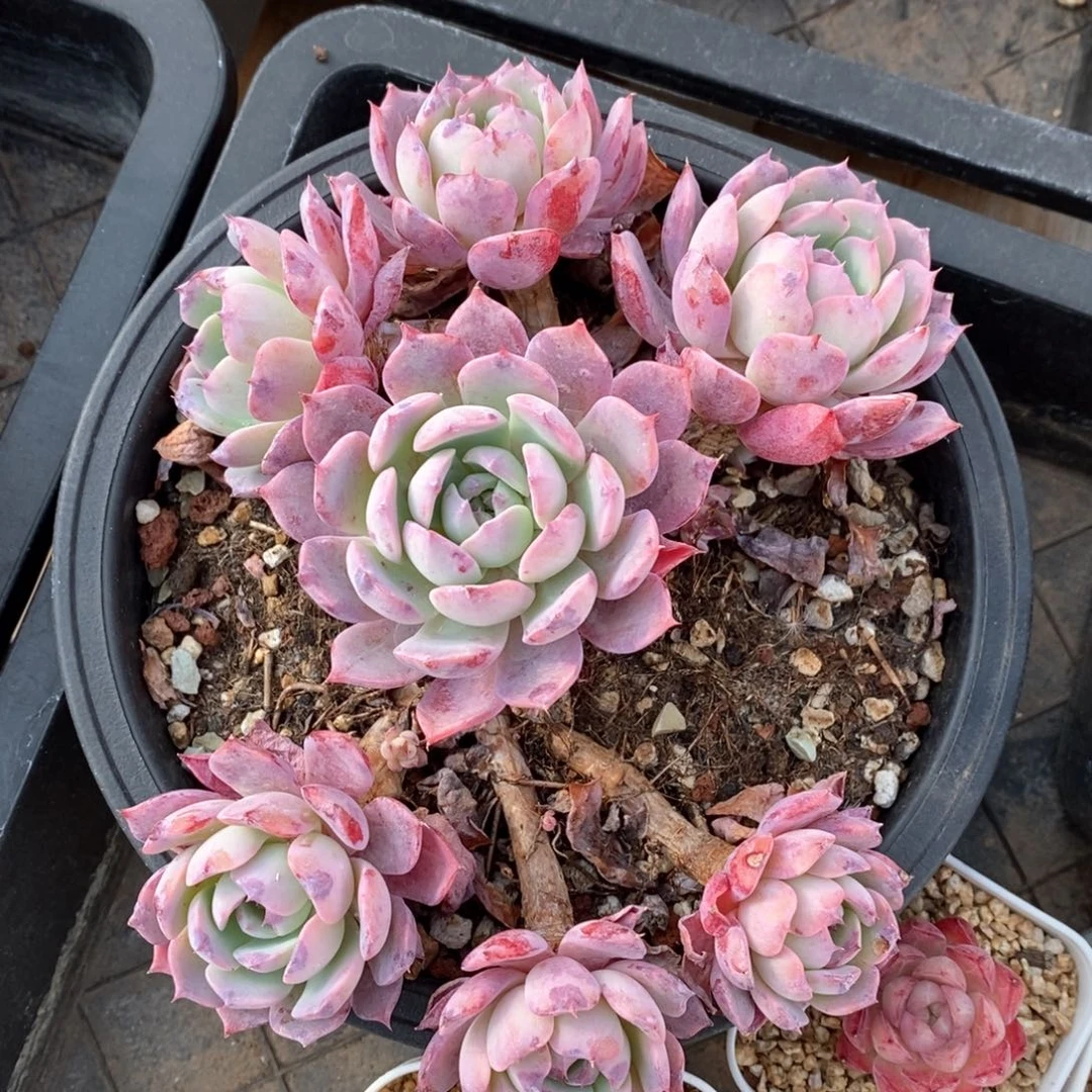 精品多肉一物一拍206