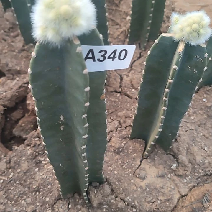 量天尺九尾狐缀化1个340