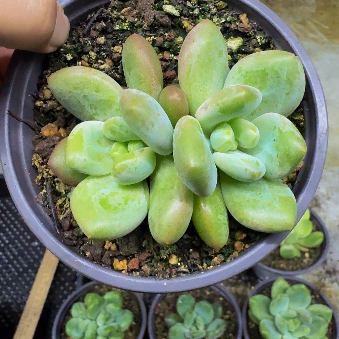 奶龙 双头 一物一拍