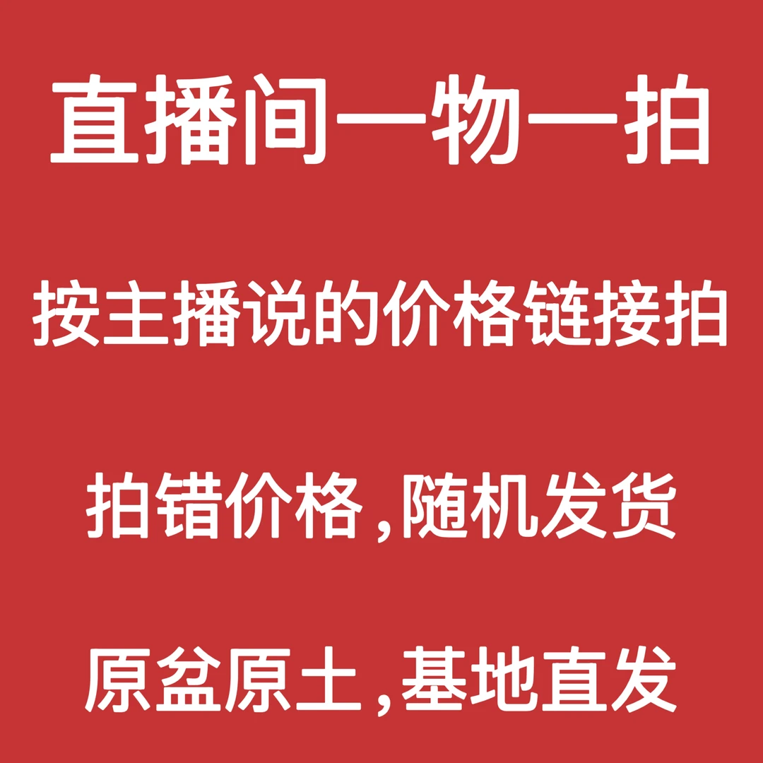 【一物一拍 】三角梅四季开花可飘枝垂吊爬藤阳台庭院花园