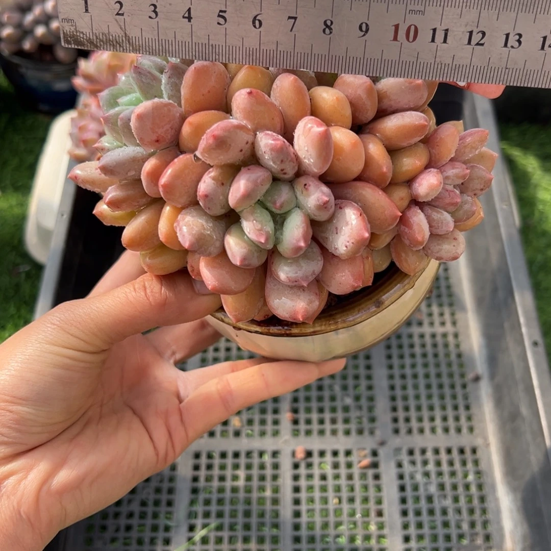 表妹精品多肉植物1029: