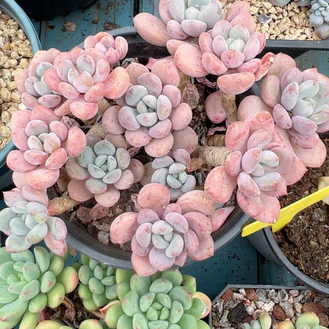 精品多肉植物老桩