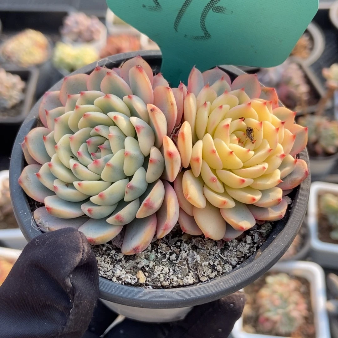 575忌廉锦多肉植物保护