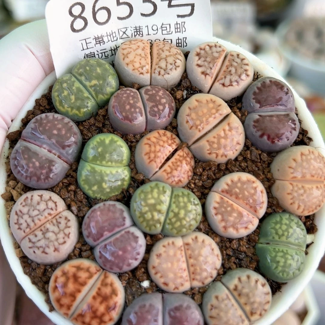 好养易活生石花大母本8653