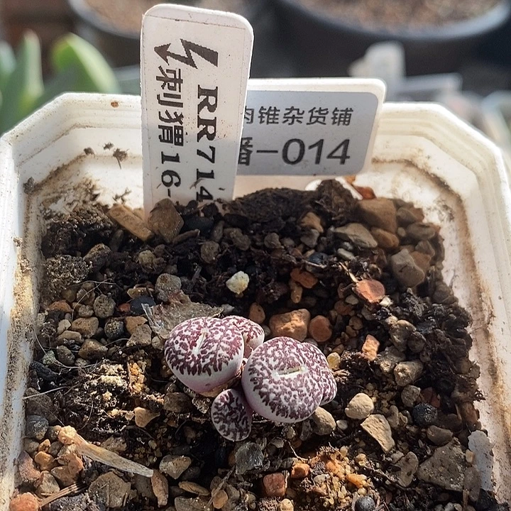刺猬种源RR714墨5头群