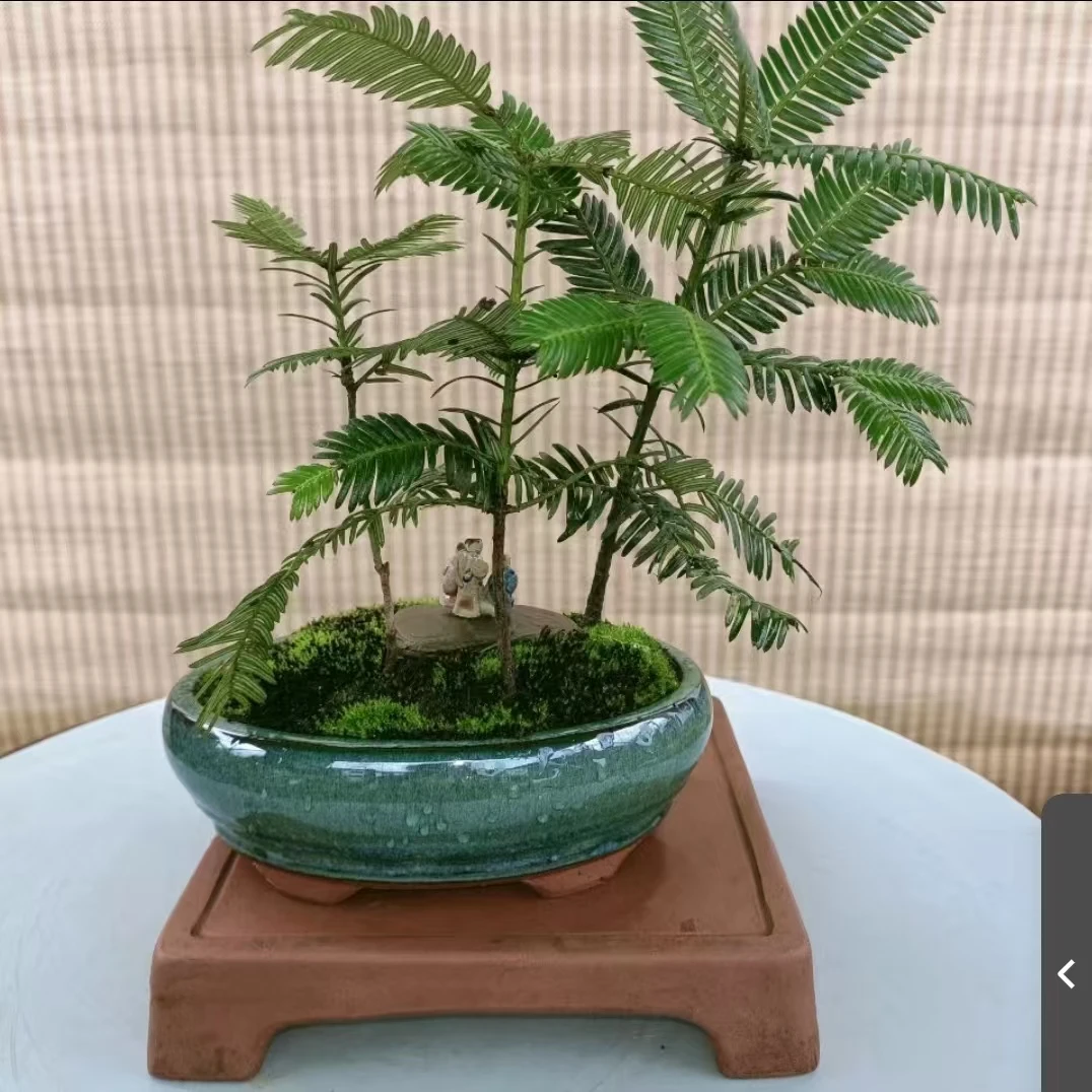 老树香榧树盆景室内室外耐寒好养绿植(裸根）