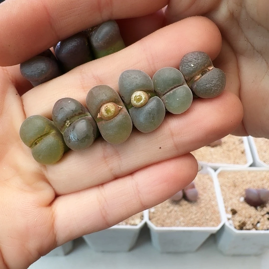 瑕疵风铃介意慎拍189