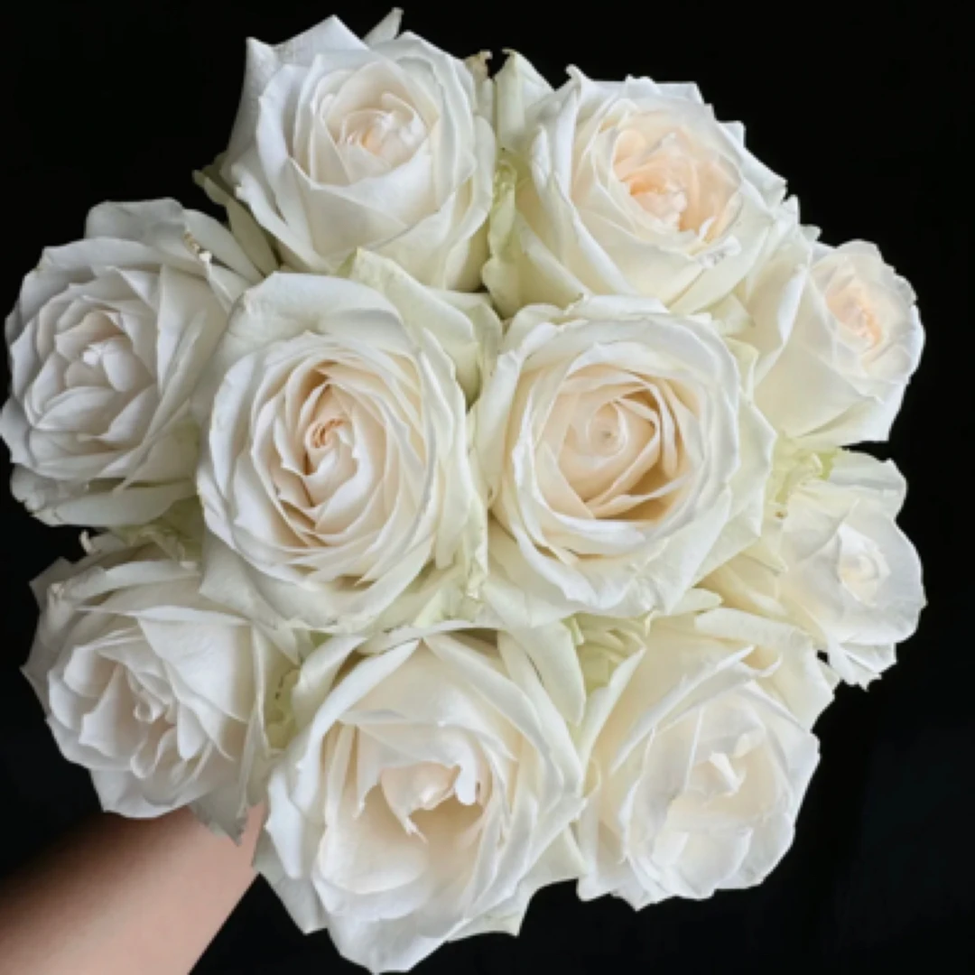 【骄傲】玫瑰20枝装、无土栽培种植、山东日照基地源头直发