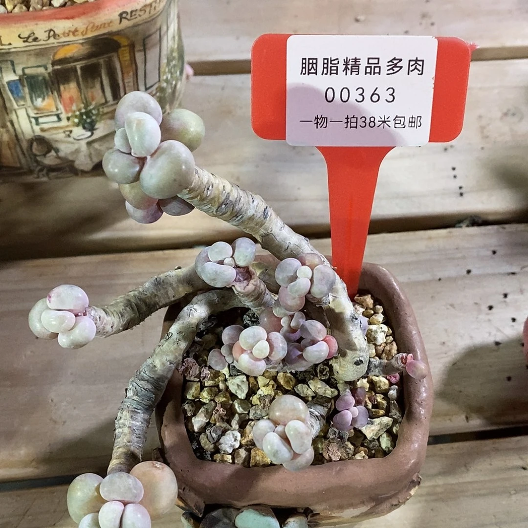 00363后续T恤啊璐璐图