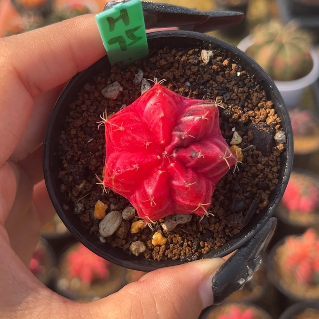 H95    带盆土发货