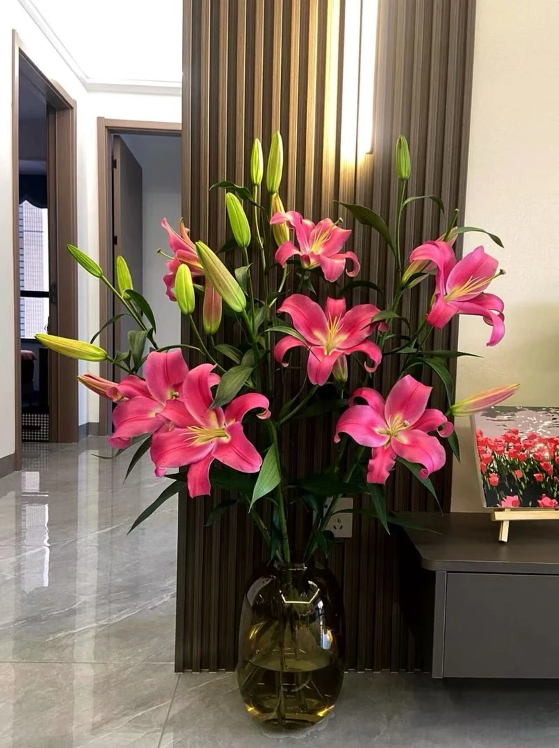 【优选 】普拉分多香水合花养护花期长耐养非常香