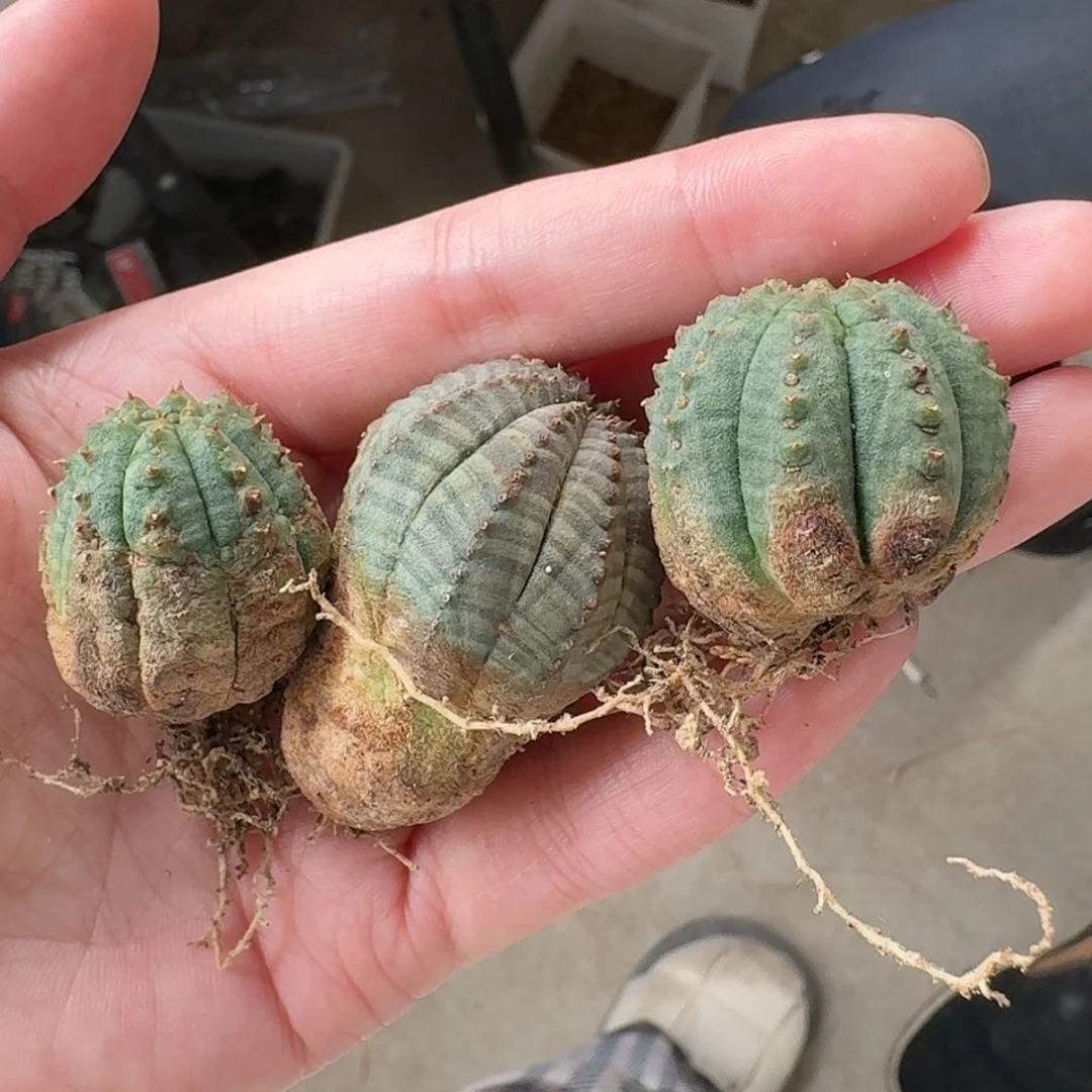 【闪购商品】三颗一组哈哈哈