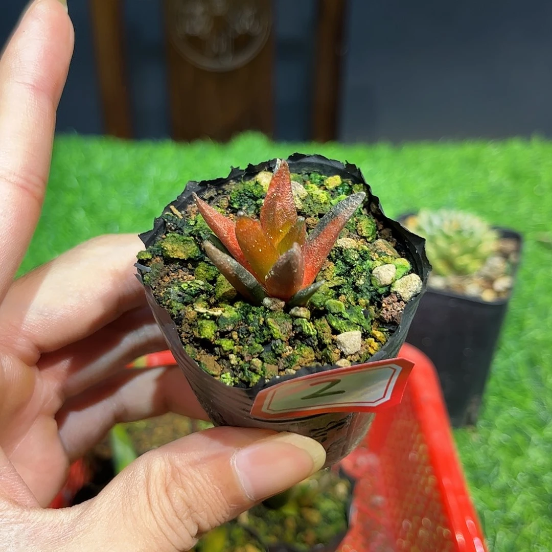 2号实生牡丹金福利