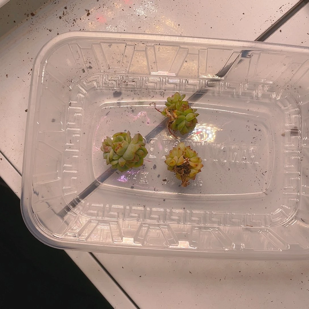 长***T3000状态穴三头三个一个满25包邮