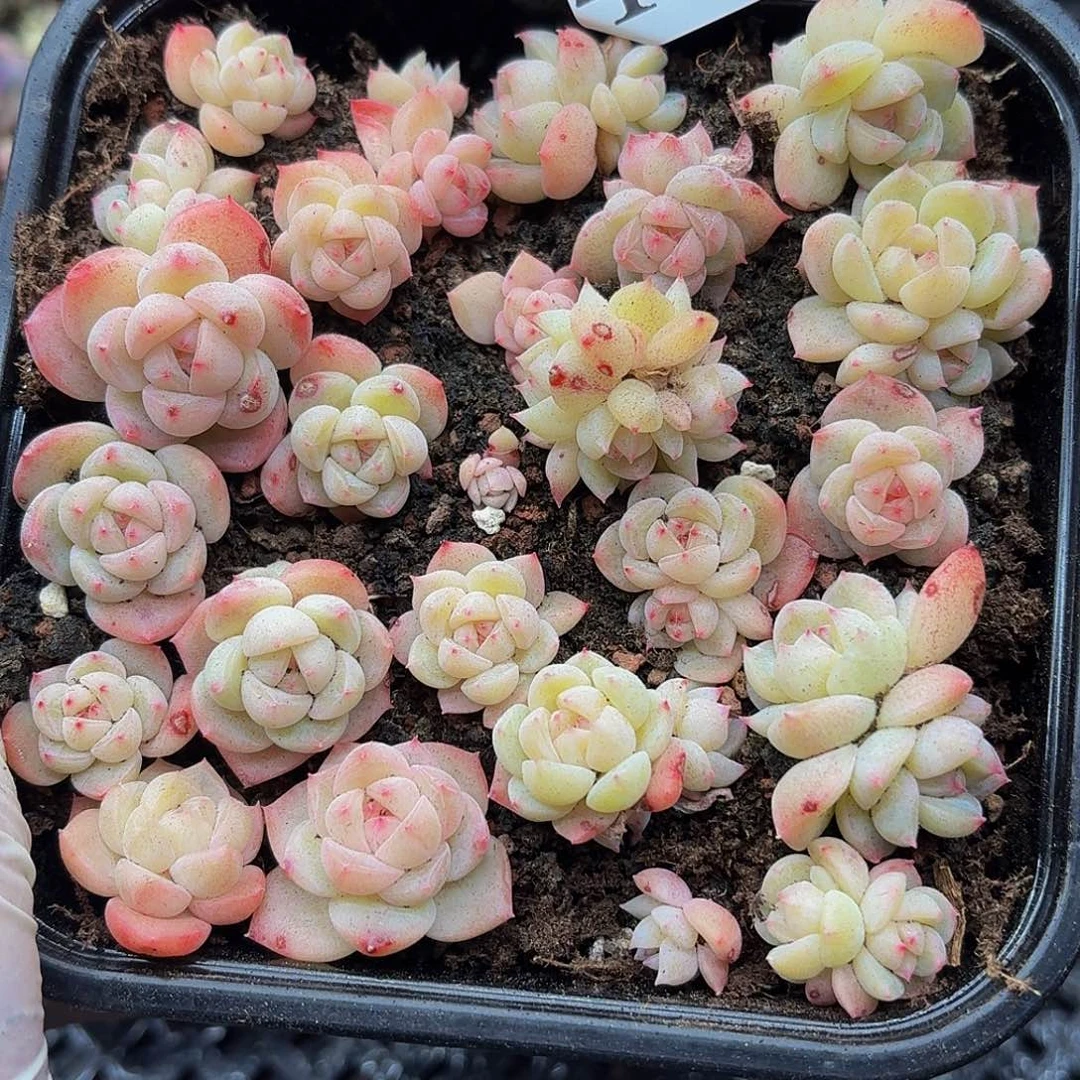 多肉植物多肉植物485