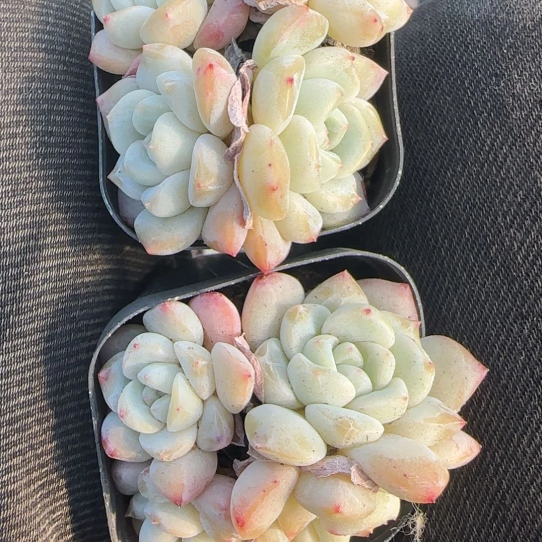 多肉小卡拉米糖心一物一拍