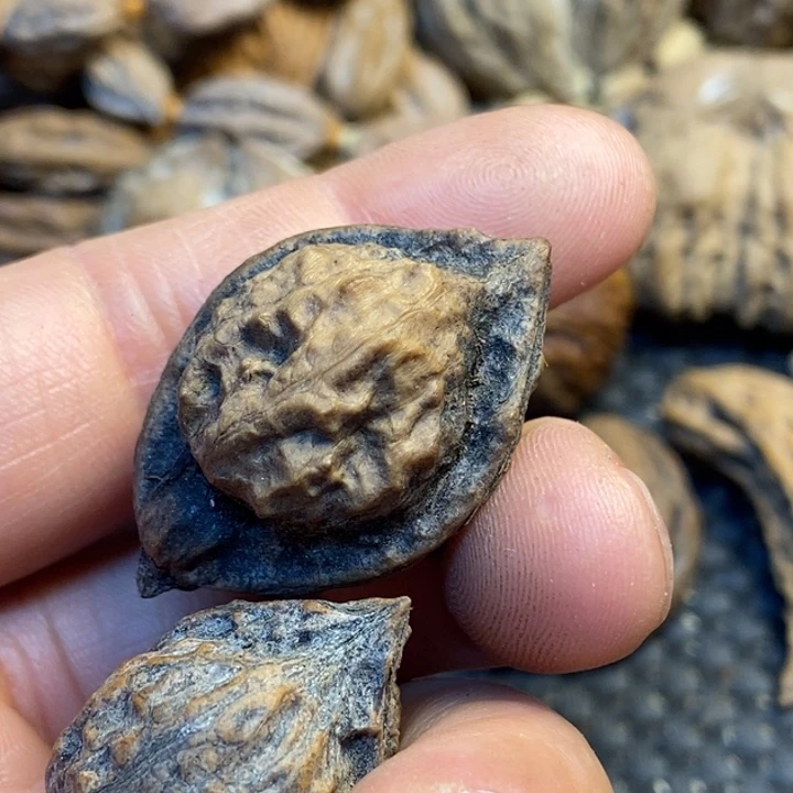 龙***爷文玩核桃吊坠娜姐116