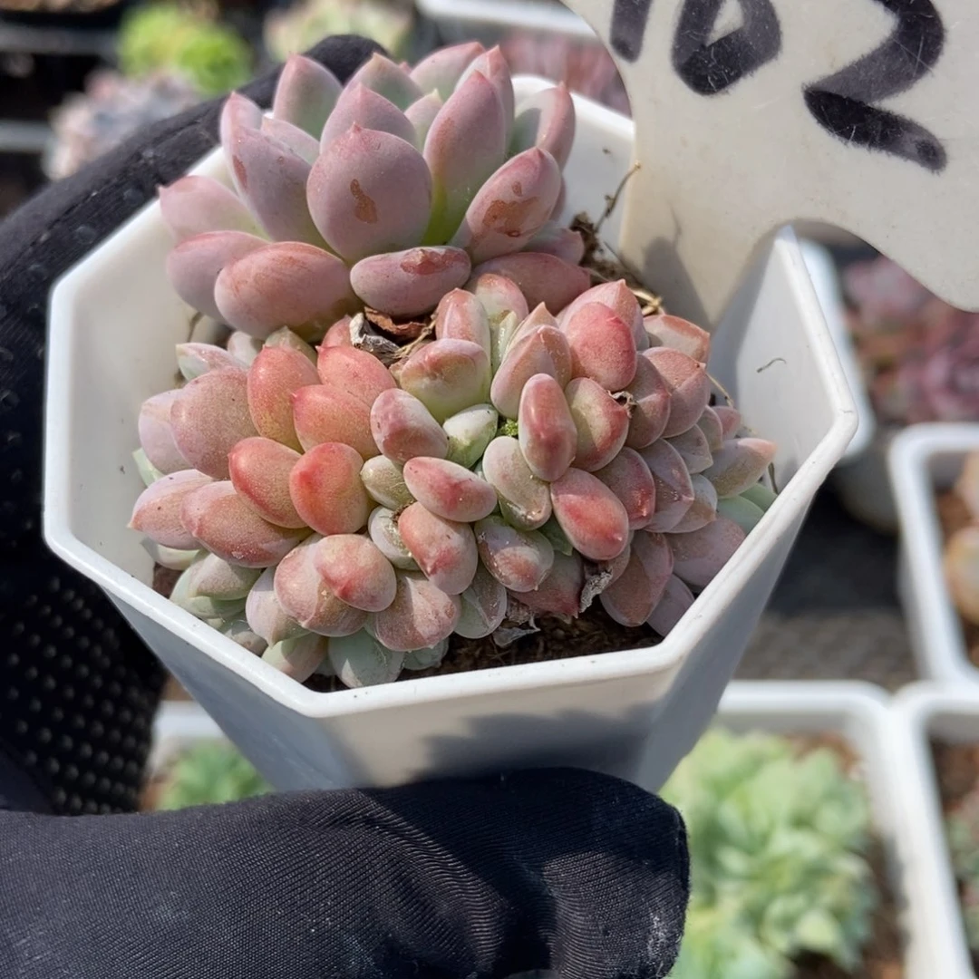 962粉珍妮缀多肉植物保护