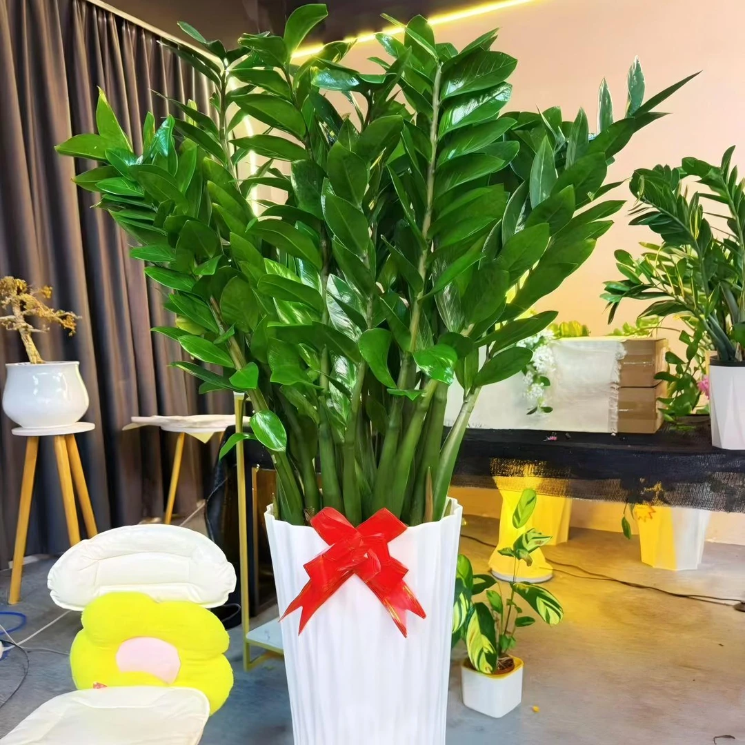 【基地直发】1.2-1.4米巨型金钱树客厅办公室净化空气常青常绿