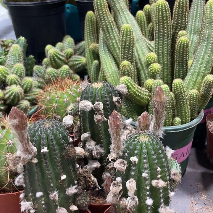 大型红花金刚带花苞一杯