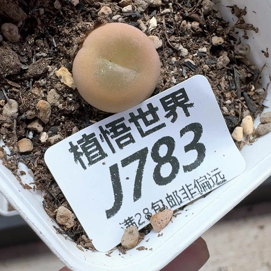 多肉植物的润泽额c g