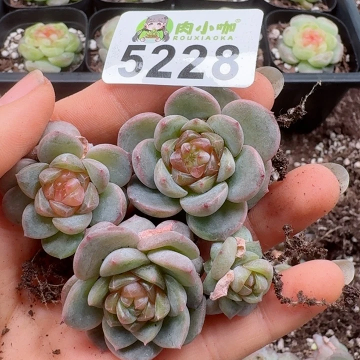 多肉植物多肉植物