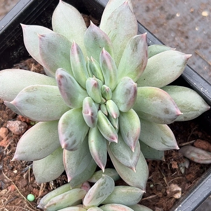 美人缀特价一物一拍