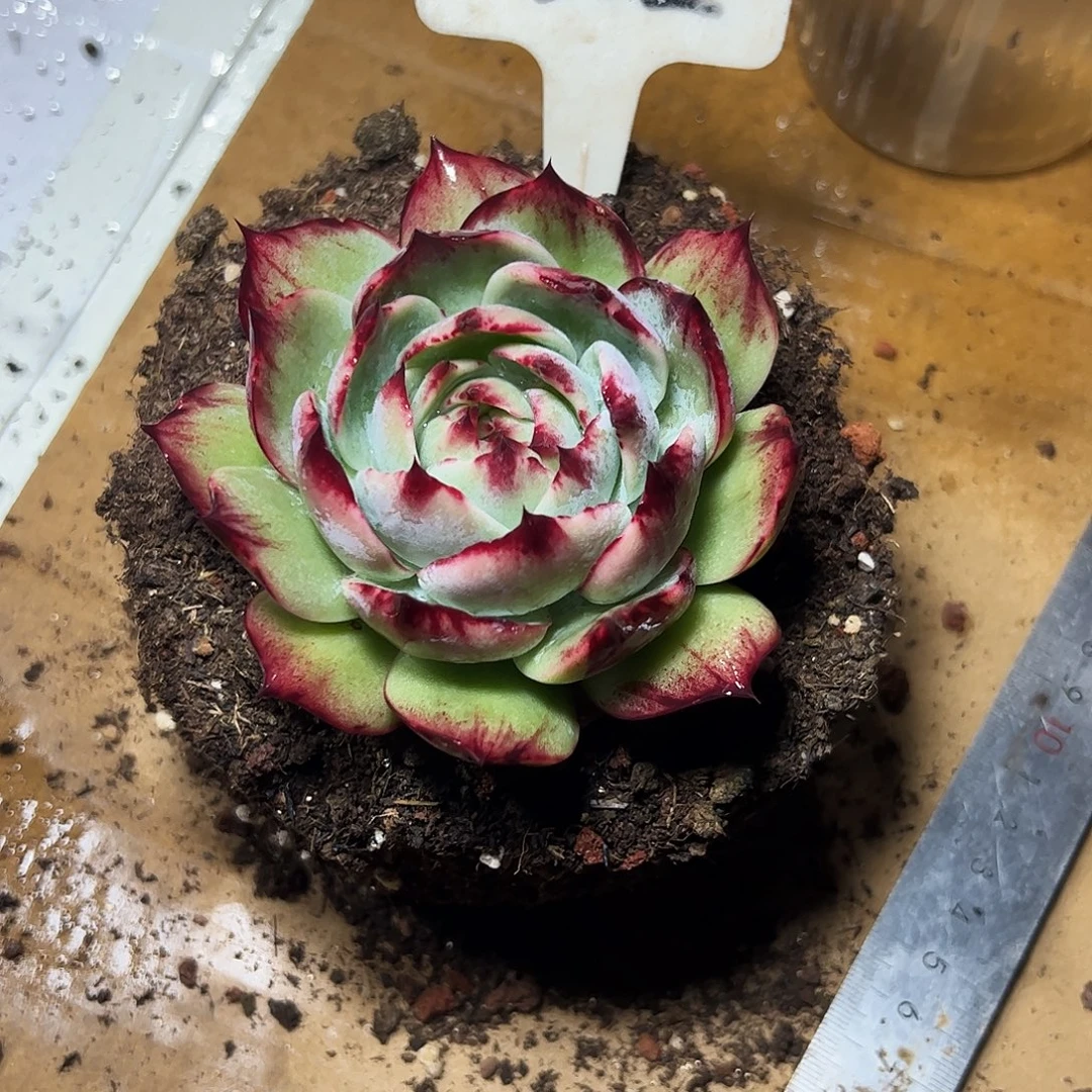 兔***气惊鸿仙子一物一拍322号