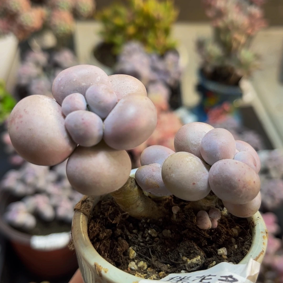 358芭比奶酪6cm多肉