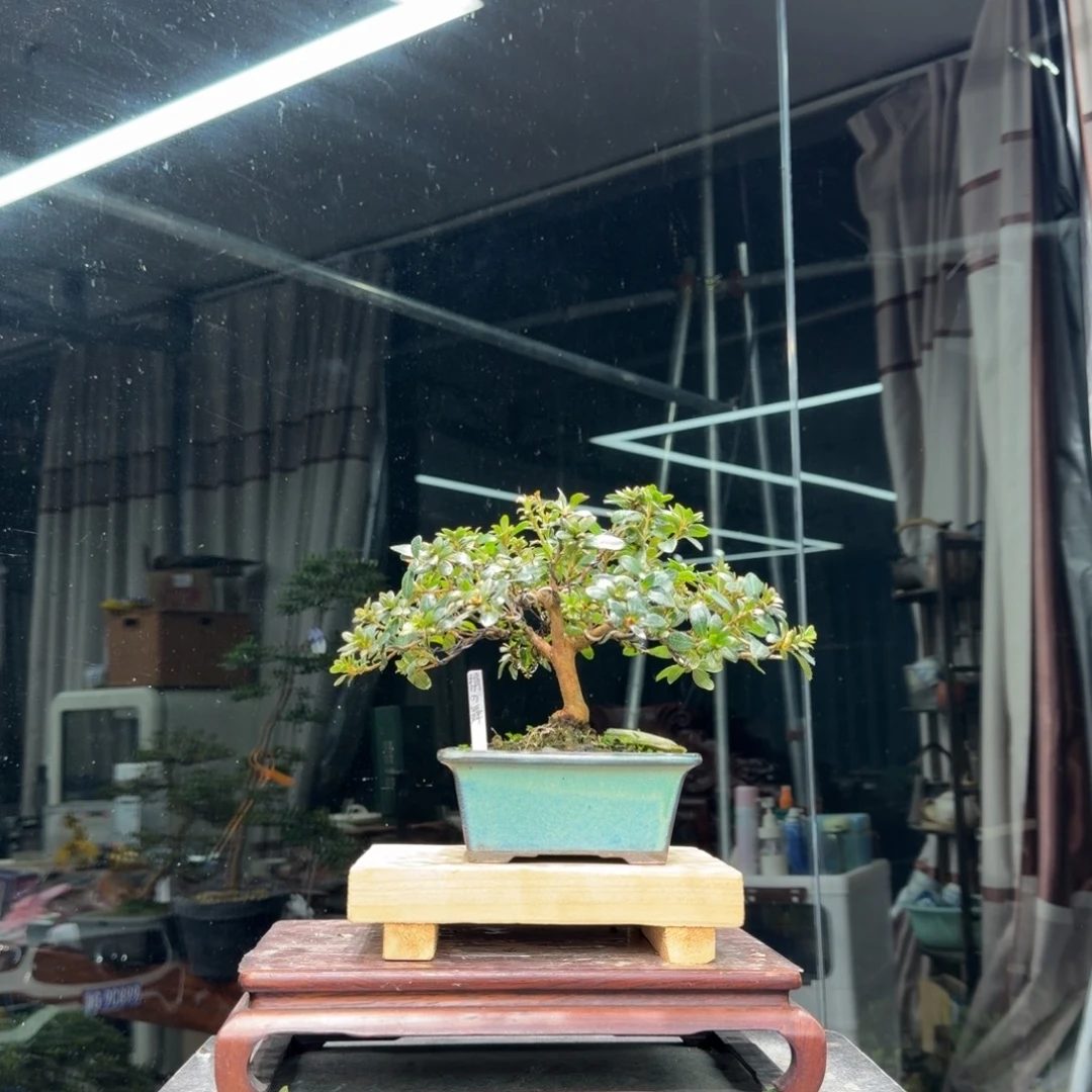 无花朵花卉苗木花卉苗木