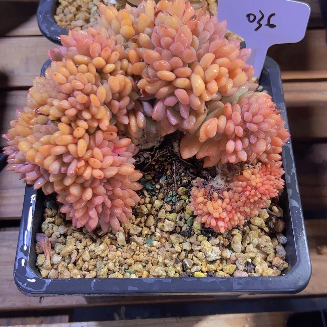 嶷*036桃花源缀128。。。。