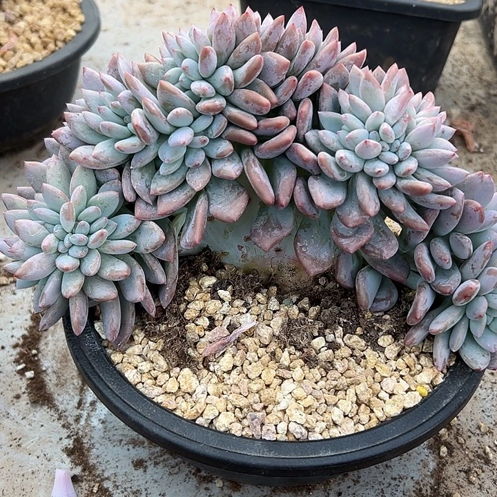 超大奥普琳娜群生缀化