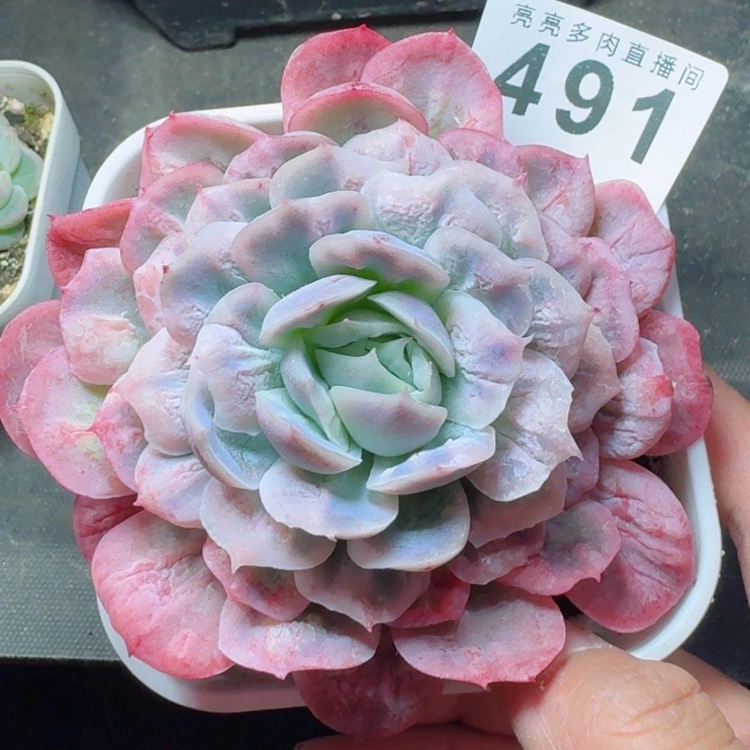 泡泡纱裙      愿你一路坦途，乘风破浪展宏图