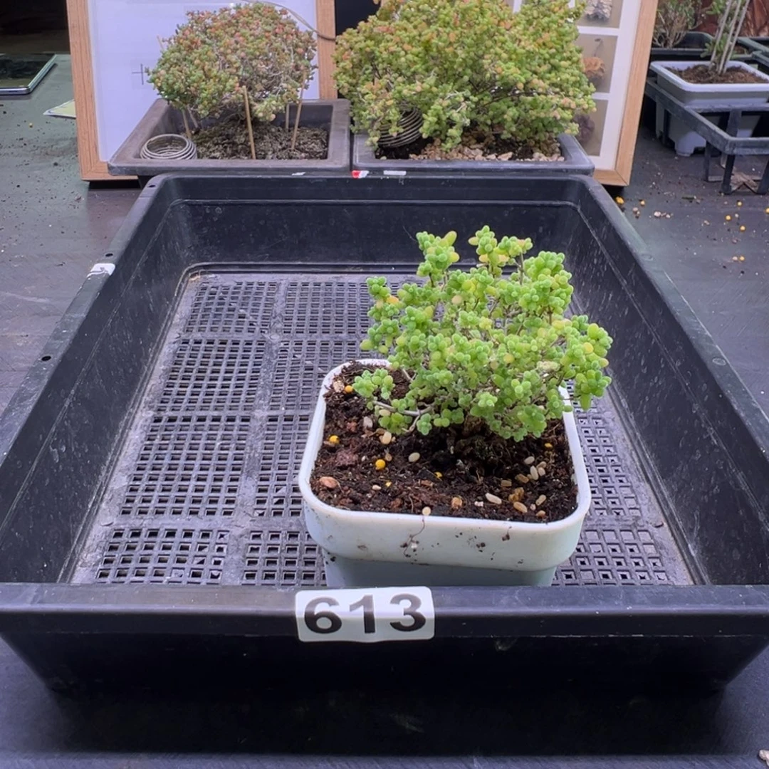 枝干番杏多肉植物613安