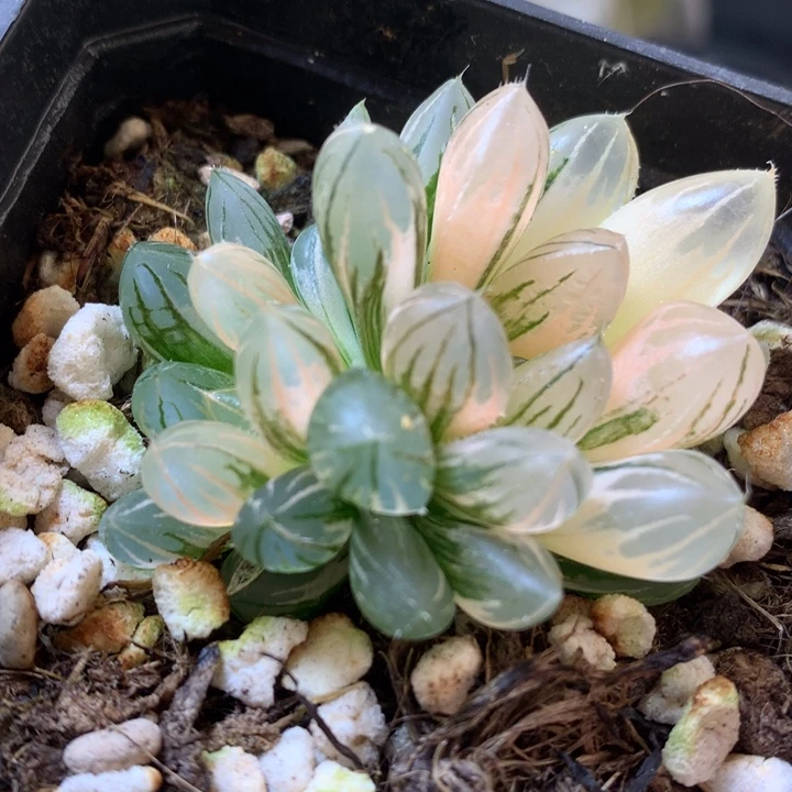 霓虹灯玉露锦带盆土发货